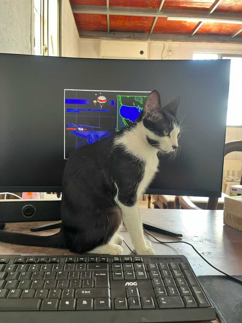 猫咪在电脑前