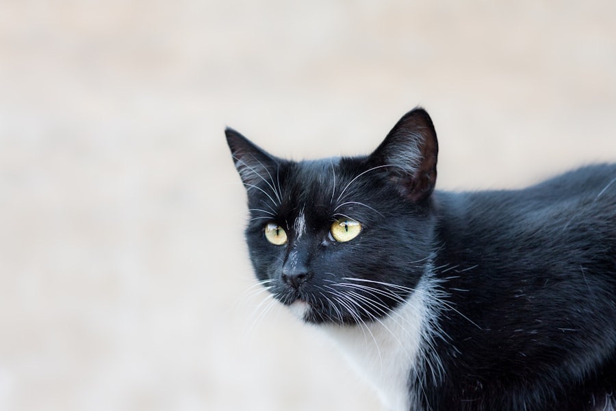 黑白花猫